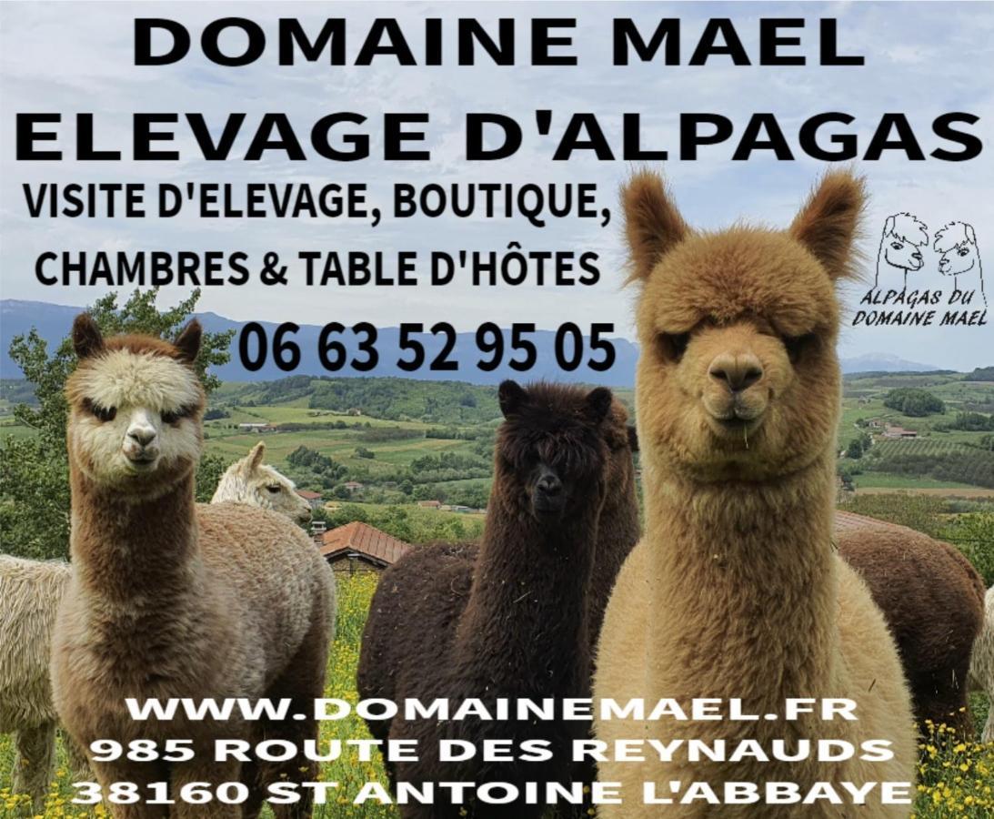 Saint-Antoine  Alpagas Du Domaine Mael B&B 외부 사진