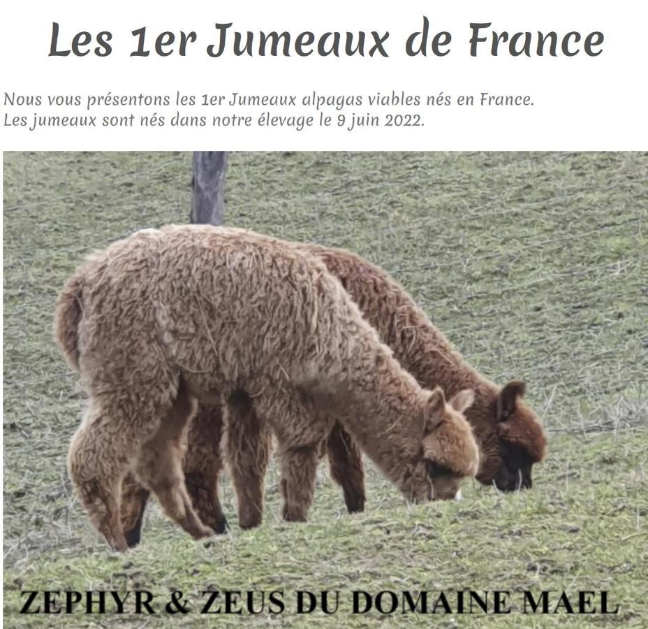 Saint-Antoine  Alpagas Du Domaine Mael B&B 외부 사진